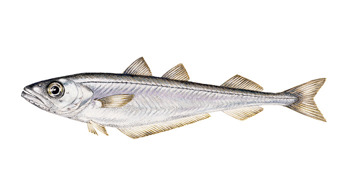 Blue Whiting